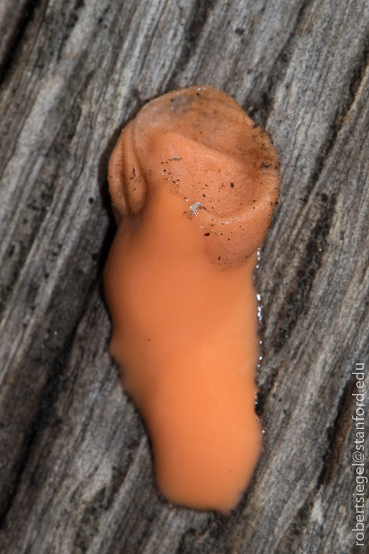 jasper ridge - slime mold